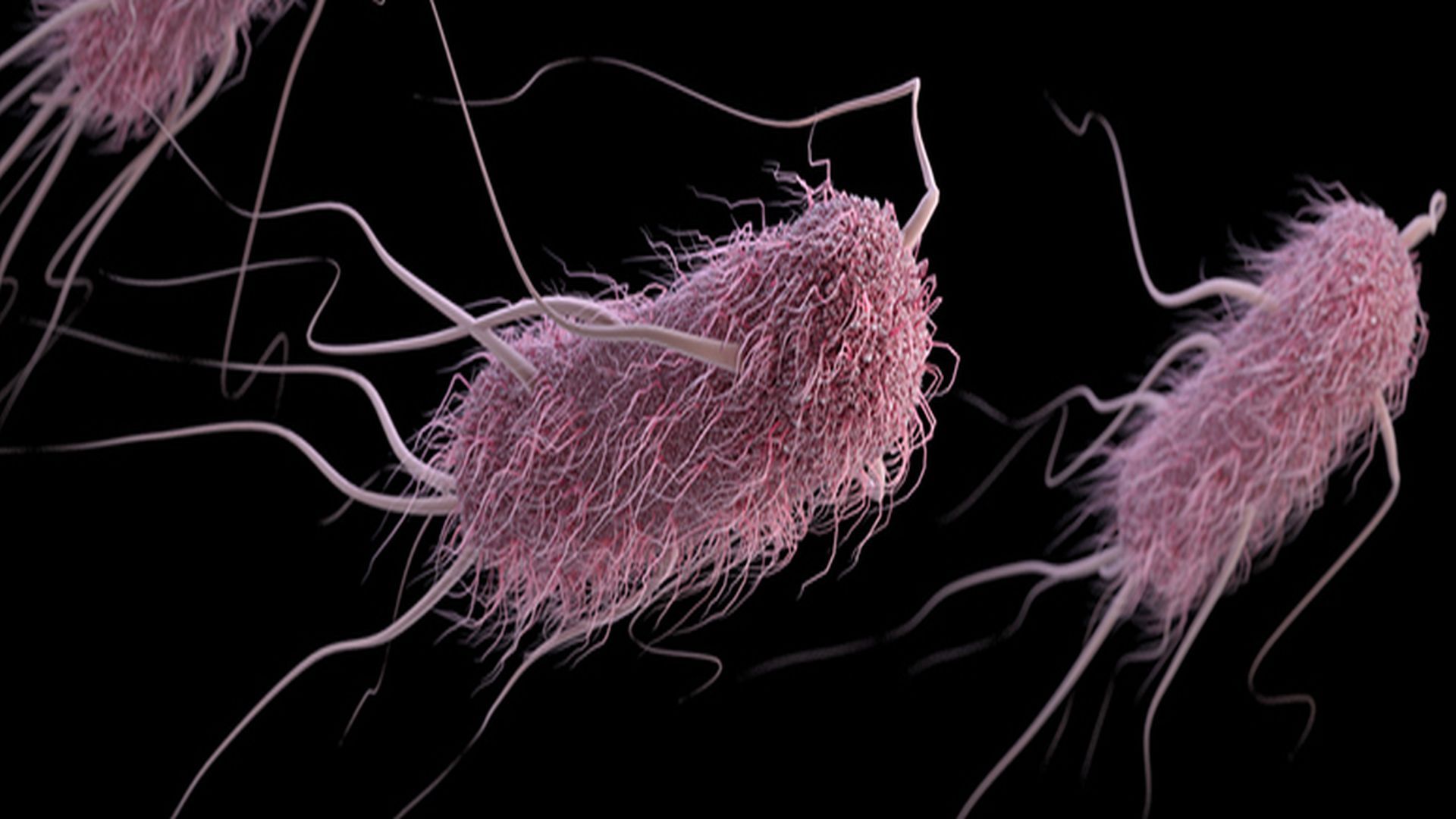 Escherichia coli-infektion: årsager, symptomer og behandling