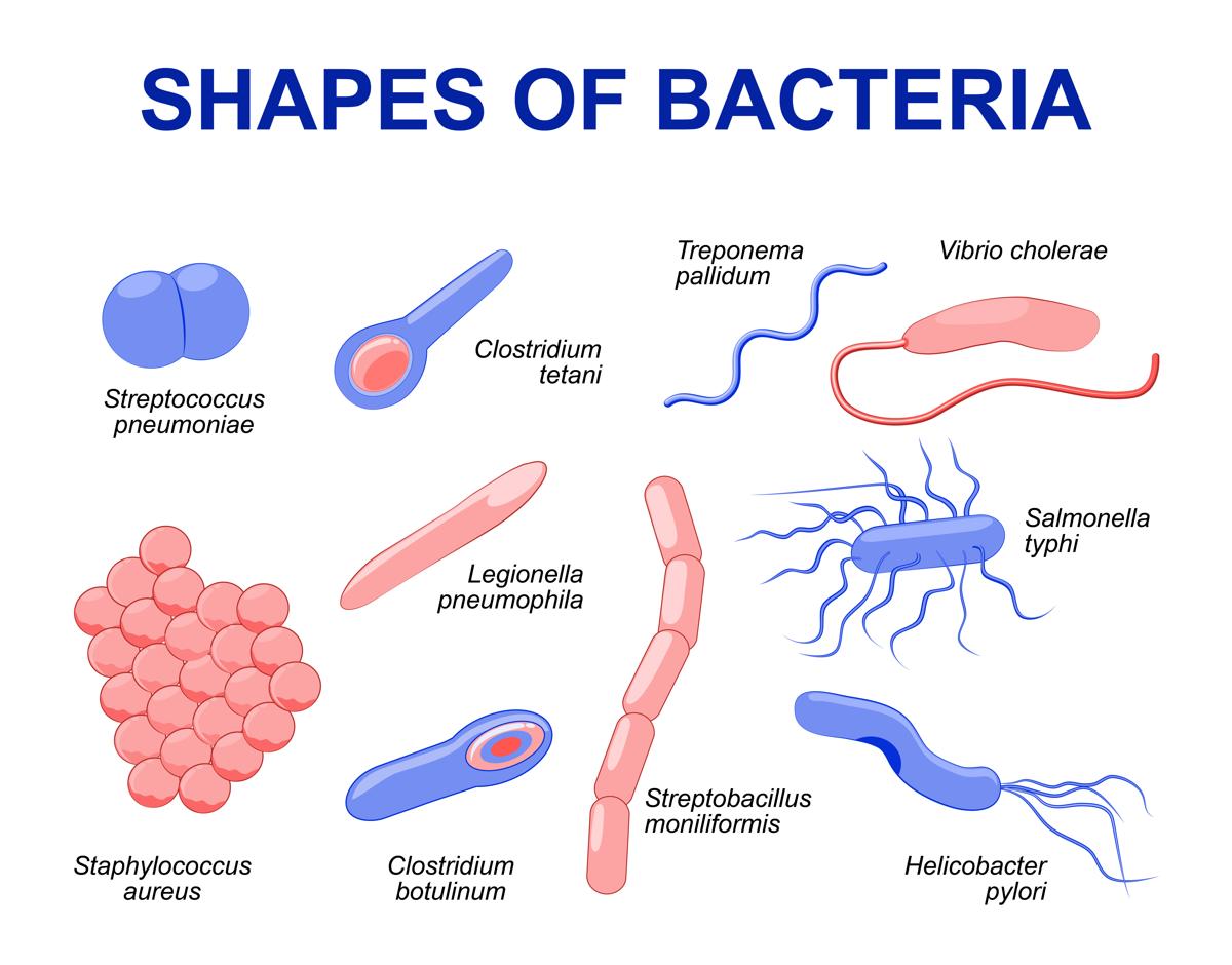 https://meddk.com/wp-content/uploads/2020/11/1200-94798069-shapes-of-bacteria.jpg
