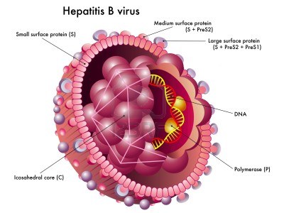 Hepatitis B: årsager, symptomer og behandling