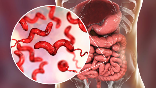 Campylobacter-infektion: symptomer og behandling