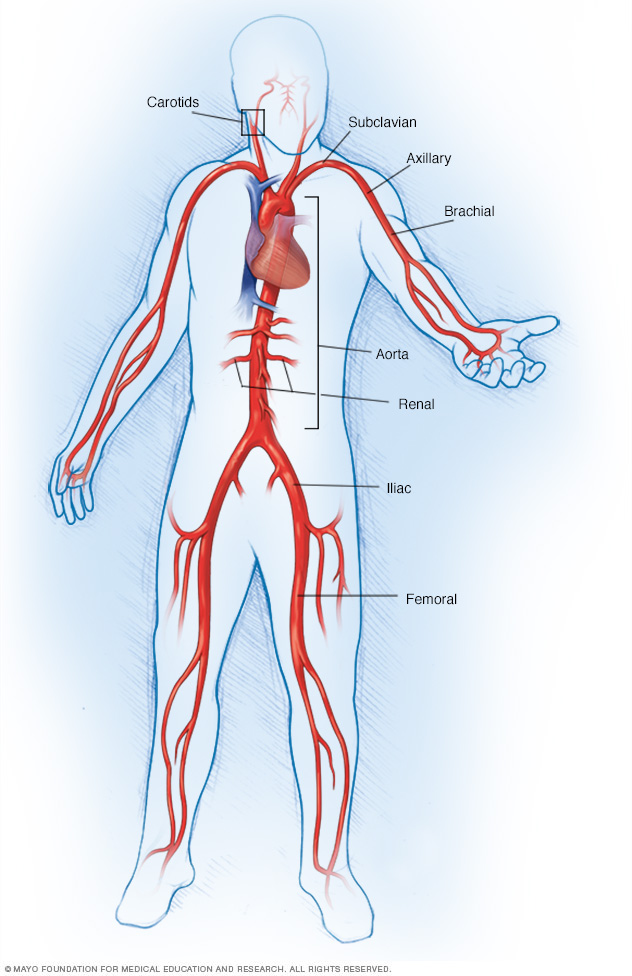 store arterier