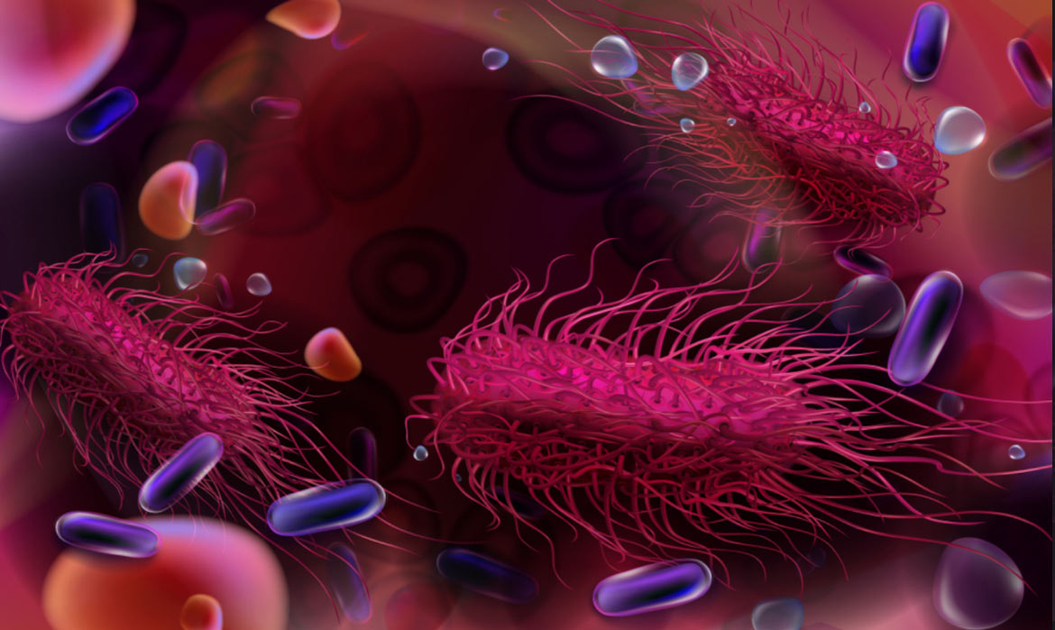 Salmonella-infektion: symptomer og behandling Salmonella-infektion: symptomer og behandling