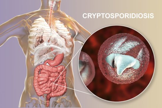 Cryptosporidium-infektion: symptomer og behandling