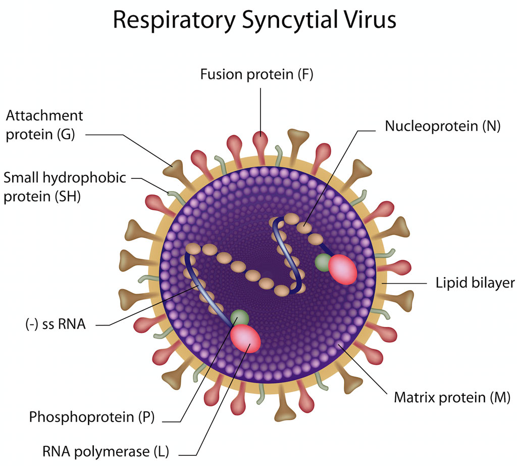 Respiratorisk syncytial virus (RSV)